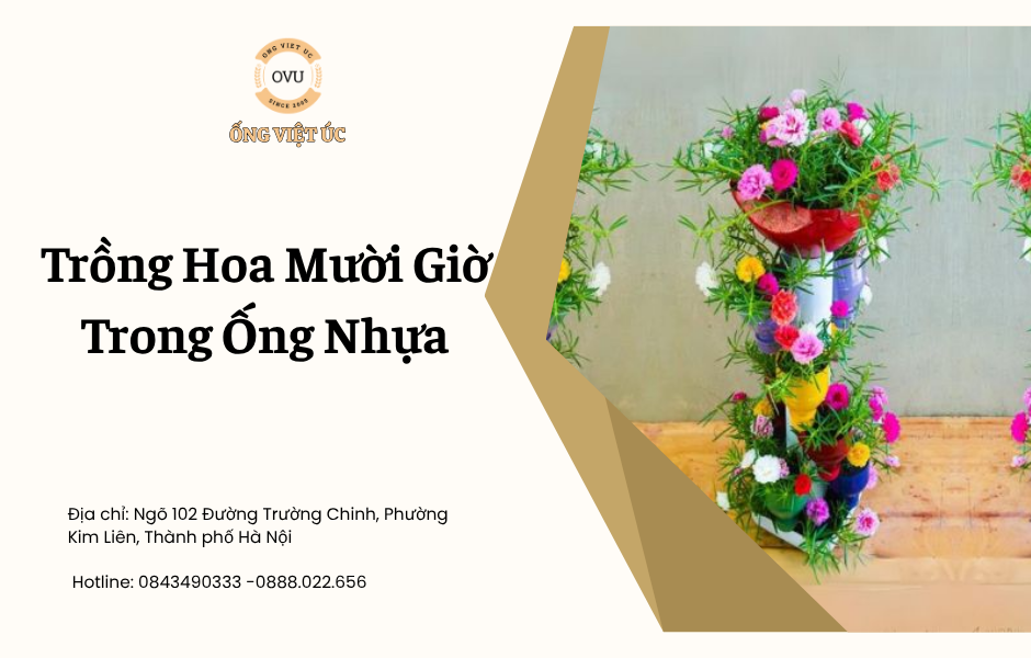 Trồng Hoa Mười Giờ Trong Ống Nhựa: Bí Quyết Tạo Vườn Mini Rực Rỡ Tại Nhà