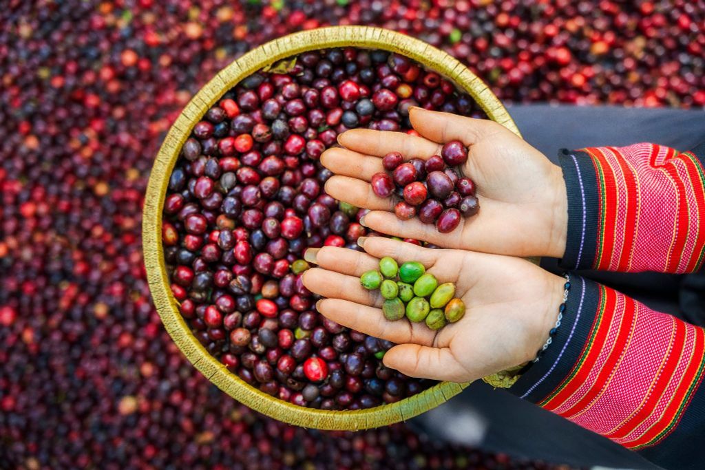 Phương pháp Natural & Honey: Bí Mật Của Cà Phê Robusta Nguyên Chất