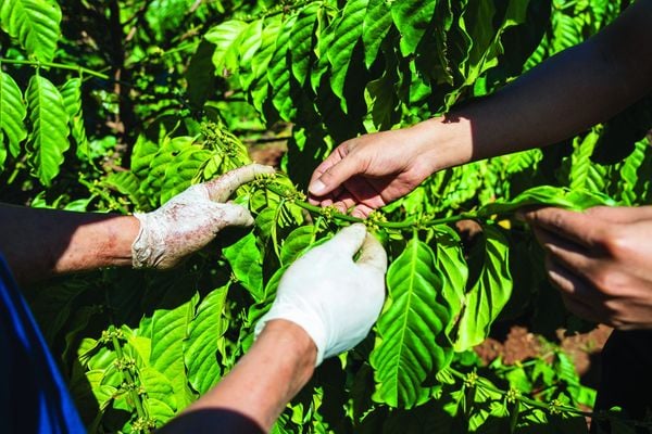 EUDR Là Gì? Ảnh Hưởng Của Quy Định Mới EU Đến Cà Phê Việt Nam