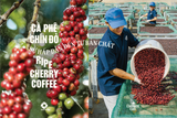 Cà phê chín đỏ: Bí mật tạo nên ly Fine Robusta đặc sản Việt Nam