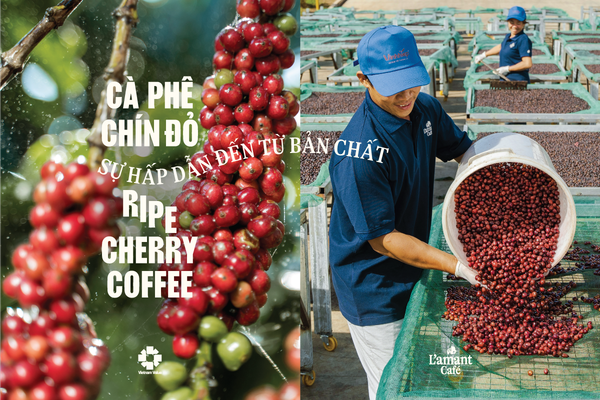 Cà phê chín đỏ: Bí mật tạo nên ly Fine Robusta đặc sản Việt Nam