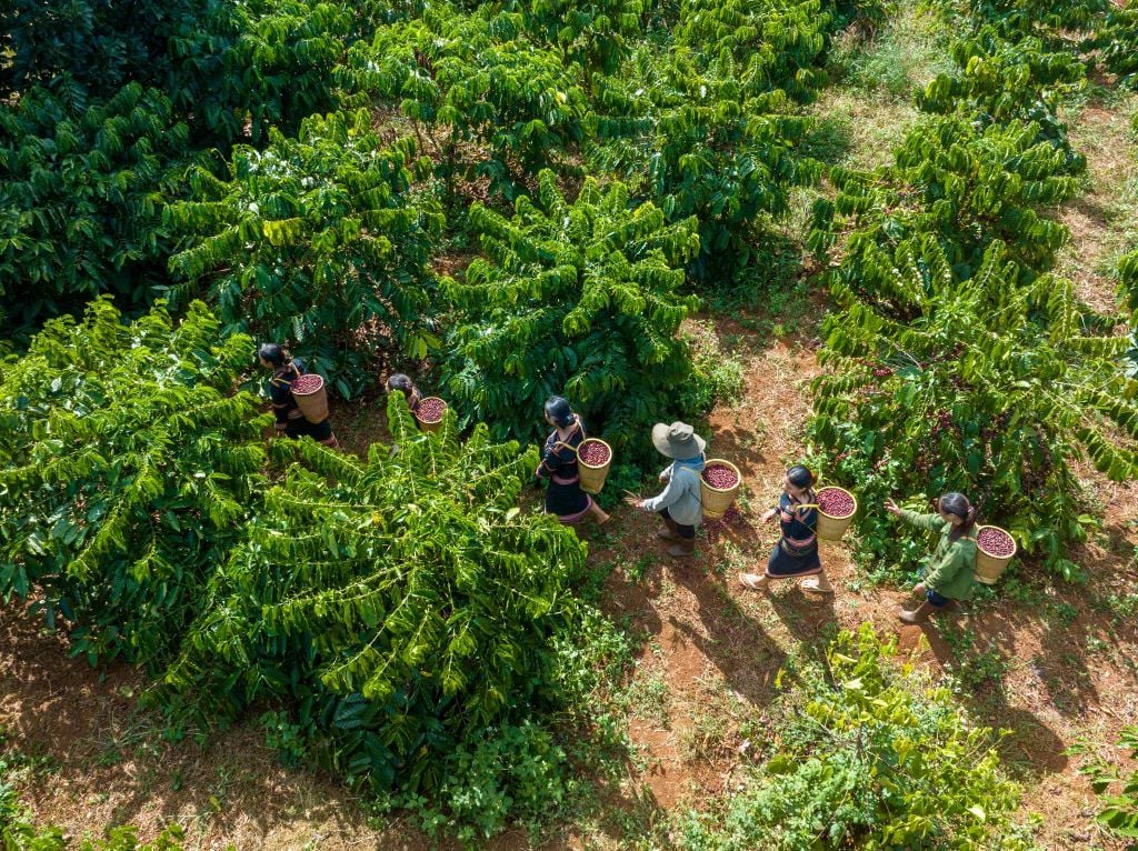 Hành Trình Khám Phá Những Vùng Trồng Cà Phê Đặc Biệt Trên Thế Giới
