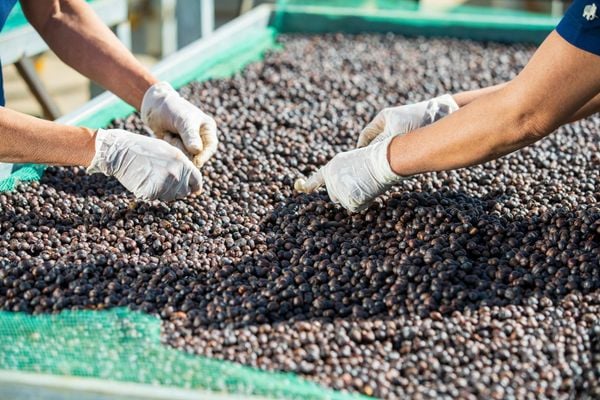 cà phê nguyên hạt phơi nguyên vỏ tại nhà máy L'amant Café