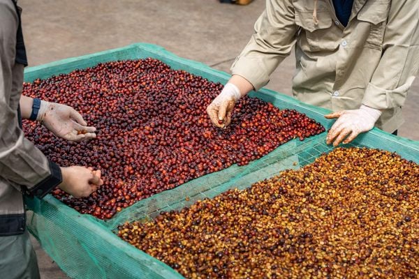 Hàm Lượng Caffeine Trong Cà Phê Robusta Và Arabica – Chênh Lệch Đáng Kể