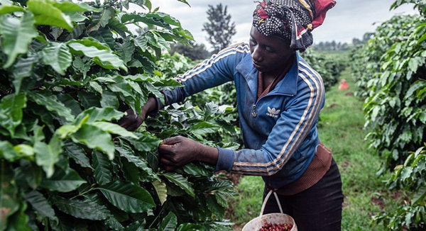 Cafe tại vùng đất núi lửa Kenya