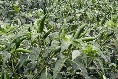 KỸ THUẬT TRỒNG ỚT CHỈ THIÊN FAM 9.0 ĐẠT NĂNG SUẤT CAO