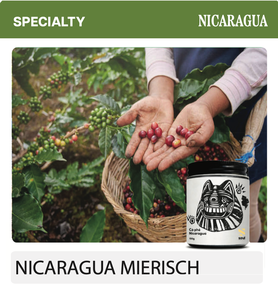 NICARAGUA MIERISCH BOURBON: Một Biểu Hiện Đậm Dấu Ấn Từ Funky Natural