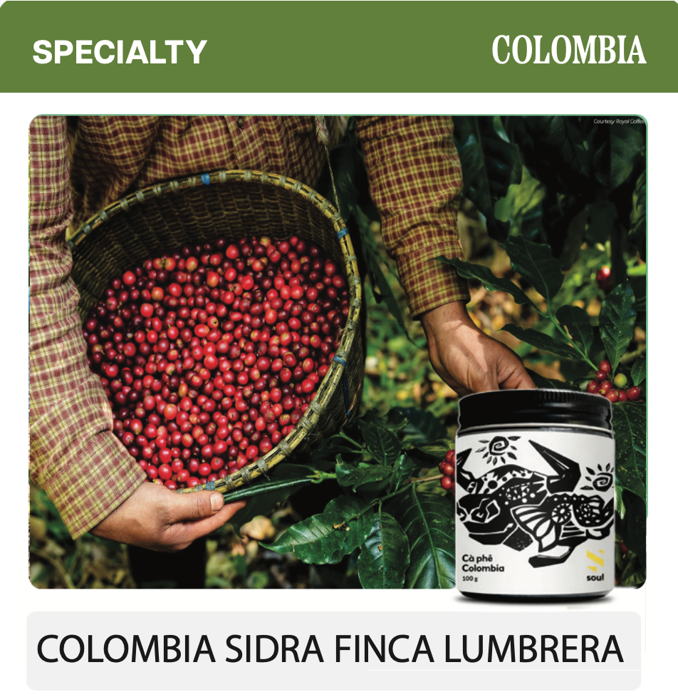 COLOMBIA SIDRA – FINCA LUMBRERA: Tầng Hương Mang Bản Sắc Miền Nam Huila