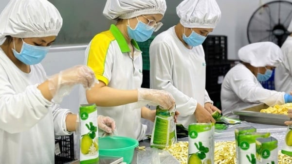 Công Ty Sản Xuất Trái Cây Sấy Uy Tín – Nhận Gia Công, OEM, Xuất Khẩu