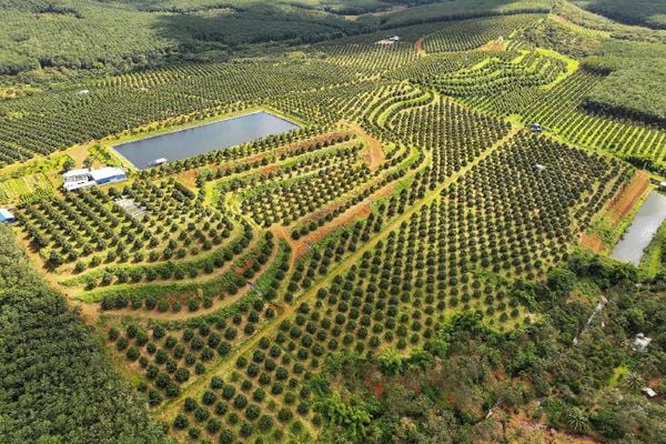 Sầu riêng Việt Nam trước bước ngoặt mới: từ “Tăng sản lượng” sang “Nâng giá trị”
