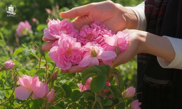 Hoa Hồng - Tinh Dầu Thiên Nhiên Có Tần Số Rung Động Cao Nhất Thế Giới