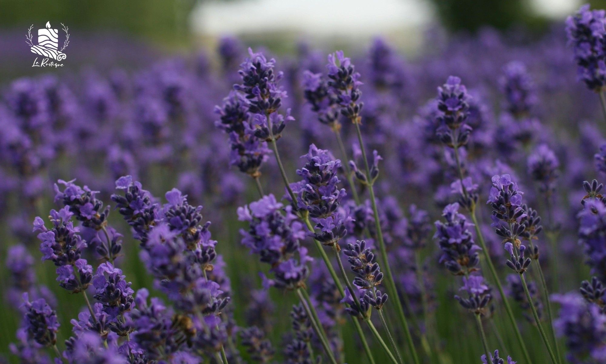 Oải Hương (Lavender) Tinh Dầu Thiên Nhiên Cho Hệ Thần Kinh Và Giấc Ngủ