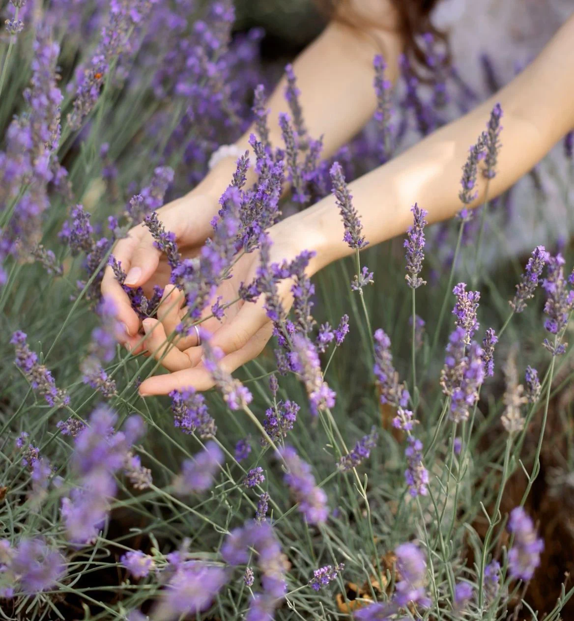 Tinh dầu Oải hương Lavender