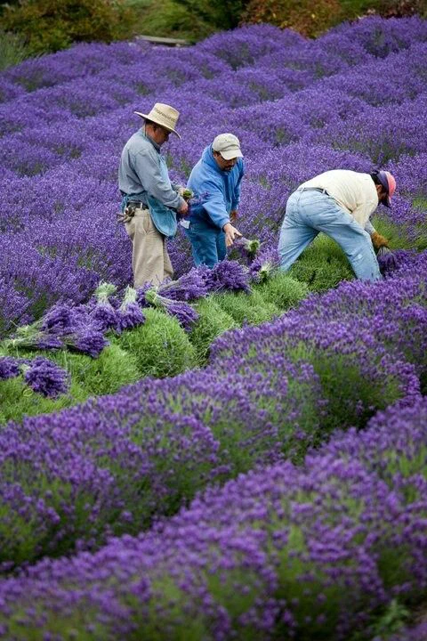 Thu hoạch hoa Oải hương (lavender)