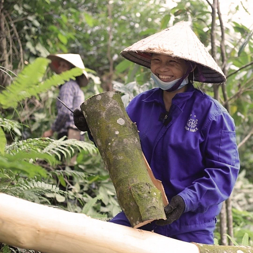 thu hoạch vỏ quế
