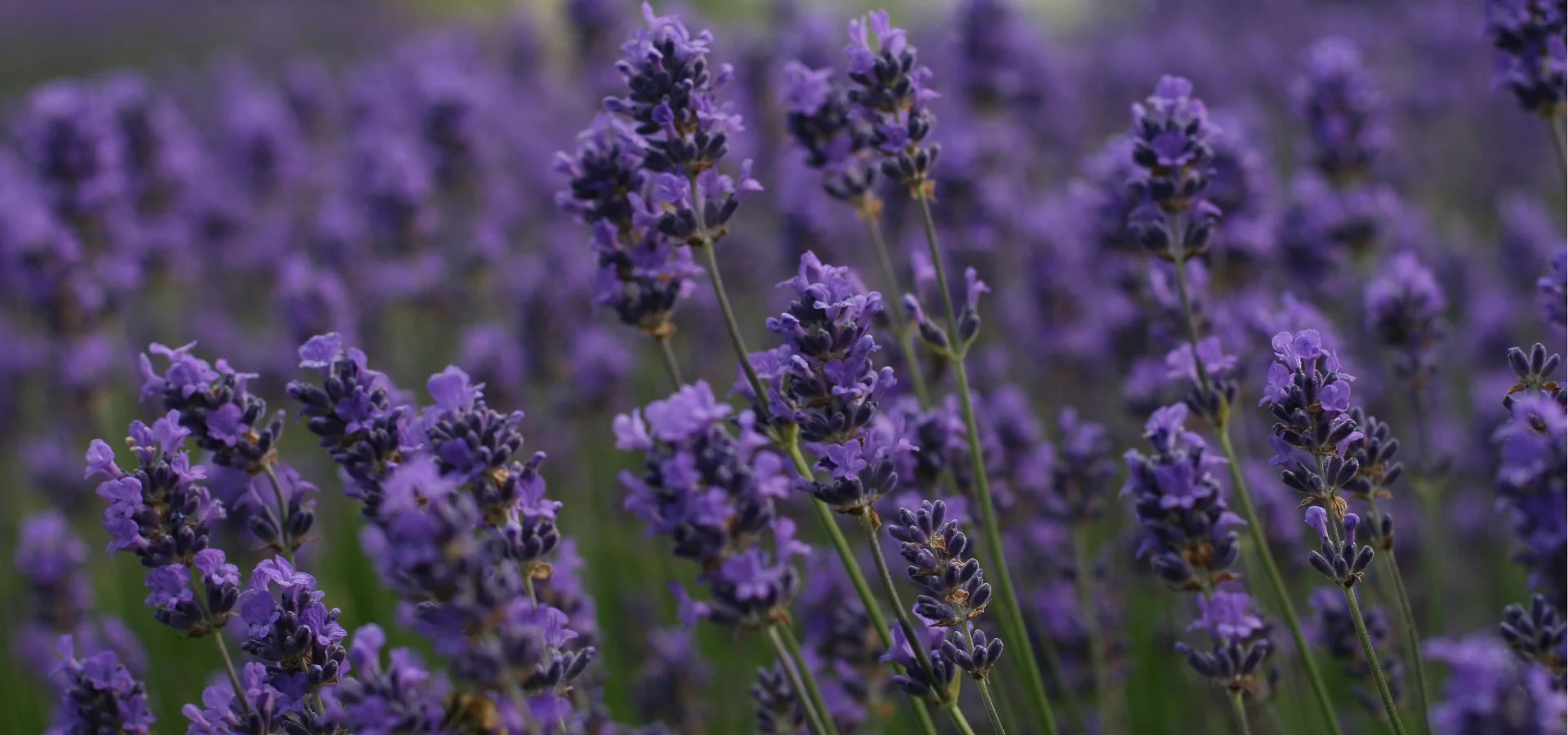 tinh dầu từ hoa oải hương