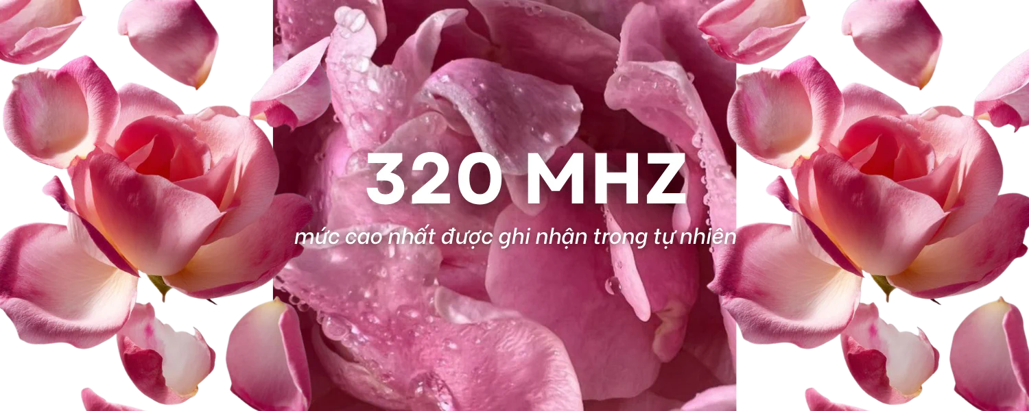 tinh dầu hoa hồng có tần số dao động 320hz