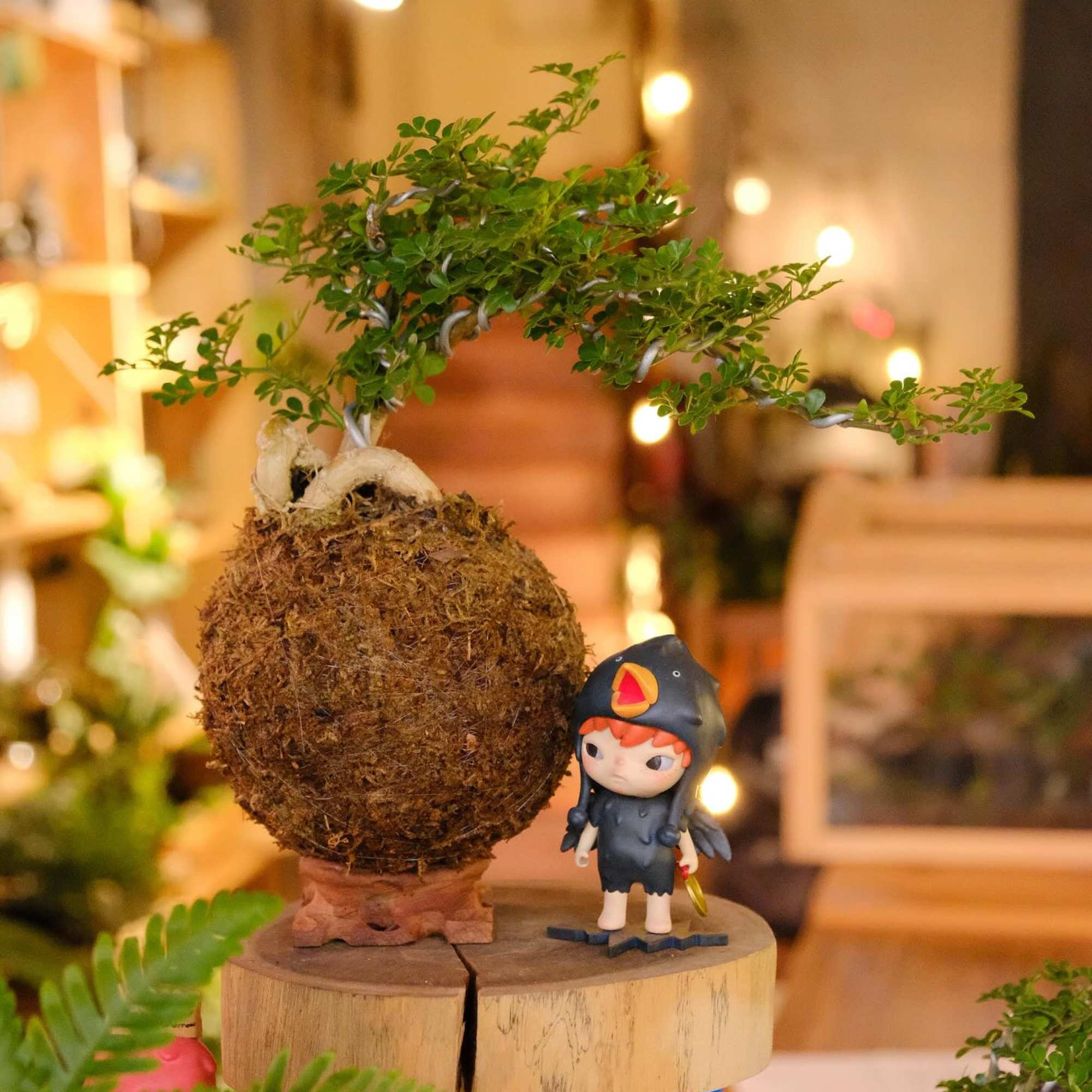 Kokedama