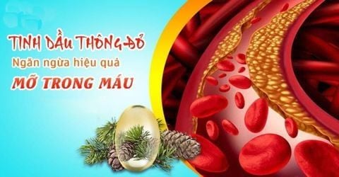 Công dụng của tinh dầu thông đỏ đối với người bị bệnh mỡ máu