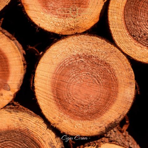 MÙI GỖ TUYẾT TÙNG  BÍ MẬT CỦA HƯƠNG CIGAR HOÀN HẢO