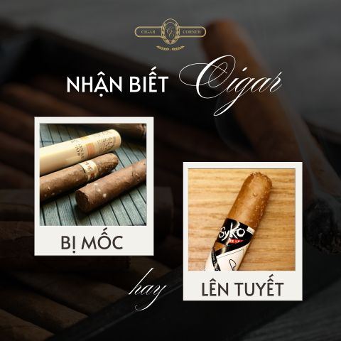 NẤM MỐC HAY “TUYẾT” XÌ GÀ? – ĐIỀU NGƯỜI CHƠI NÊN BIẾT