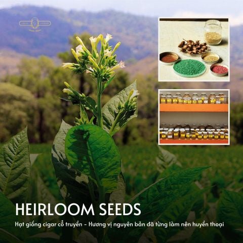KHÁM PHÁ GIÁ TRỊ THẬT SỰ CỦA NHỮNG HẠT GIỐNG XÌ GÀ CỔ - HEIRLOOM SEEDS