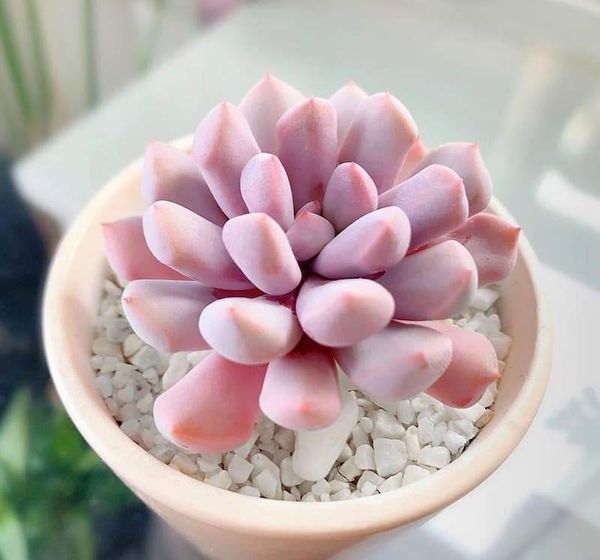 quà chia tay đồng nghiệp giá rẻ