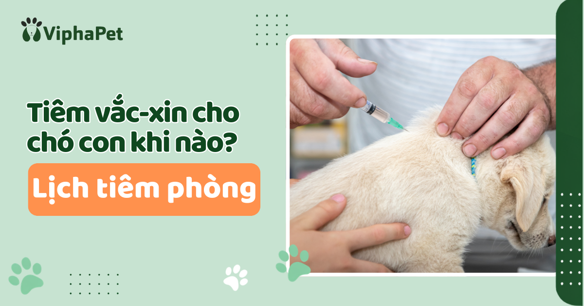 Lịch tiêm vắc-xin cho chó con: Những điều chủ nuôi cần biết