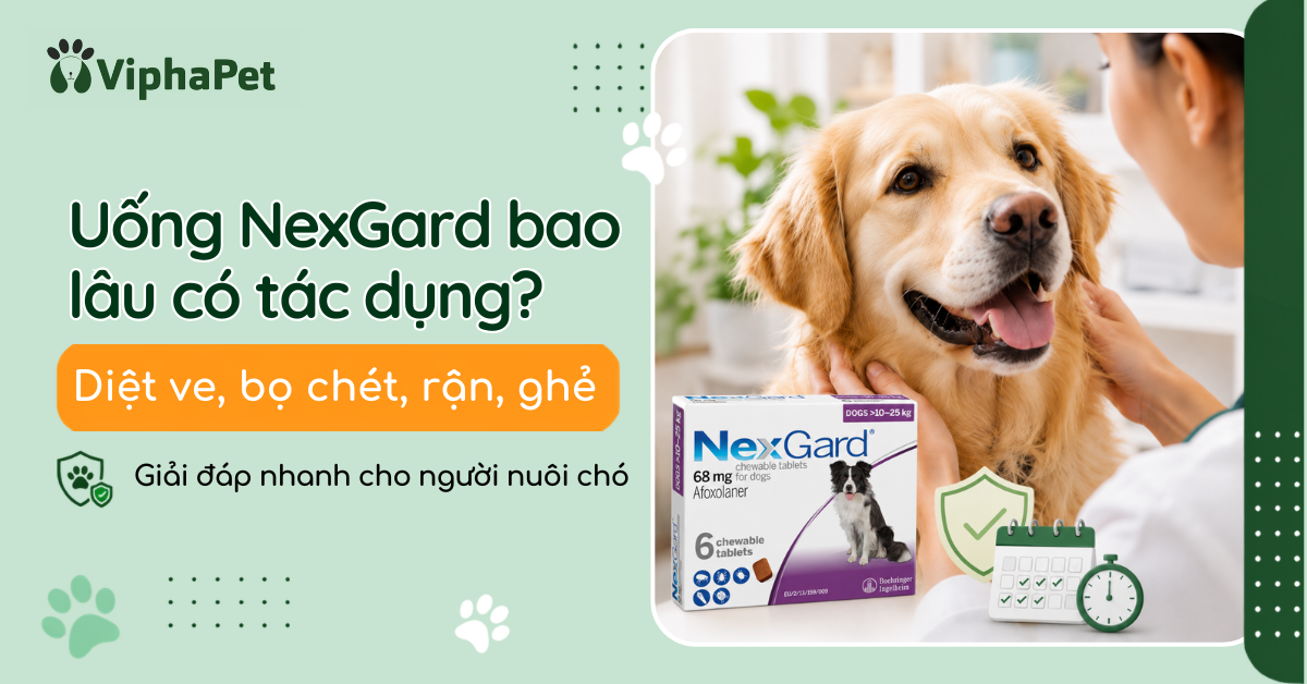 Uống NexGard bao lâu có tác dụng diệt ve, bọ chét, rận, ghẻ?