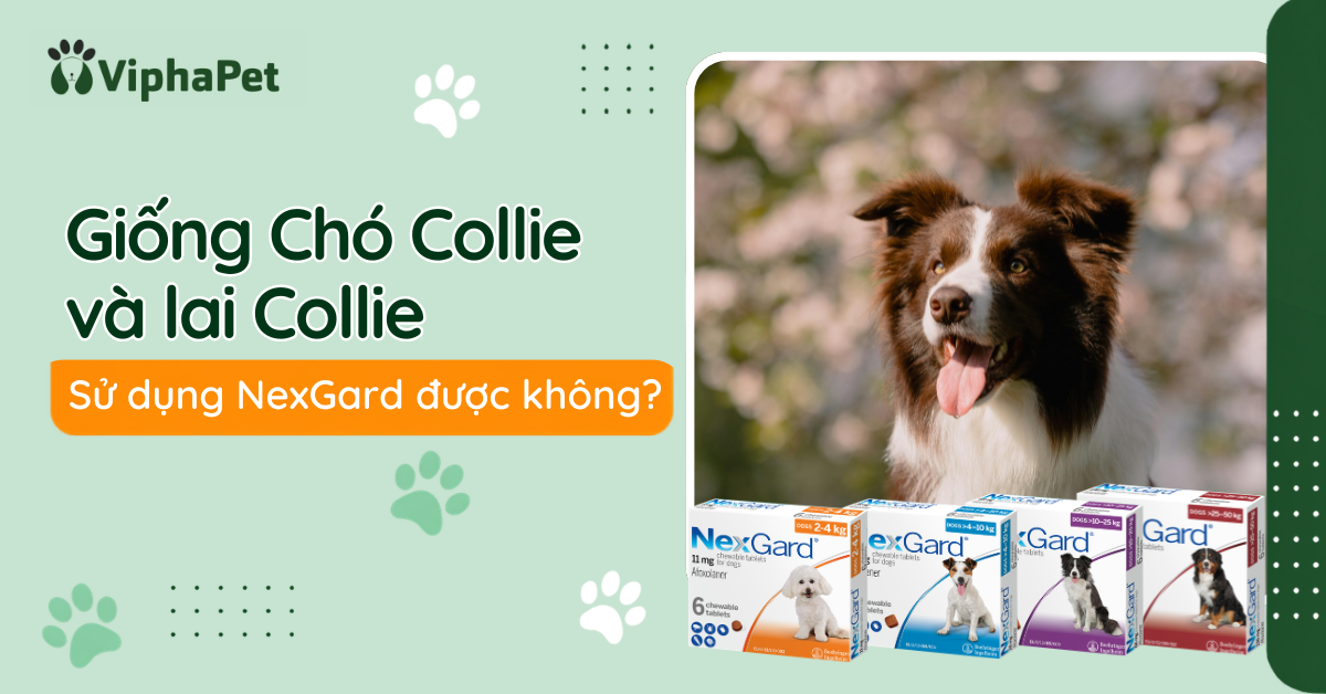 Giống chó Collie và lai Collie có dùng được NexGard không?