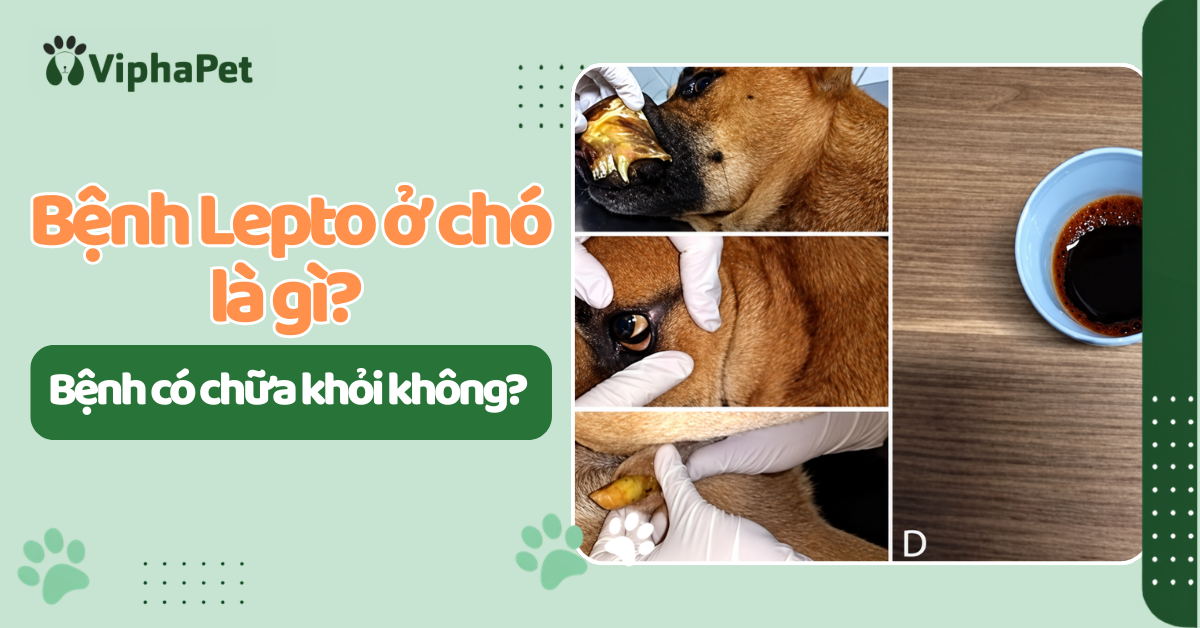 Bệnh Lepto ở chó: Dấu hiệu, mức độ nguy hiểm và cách phòng ngừa