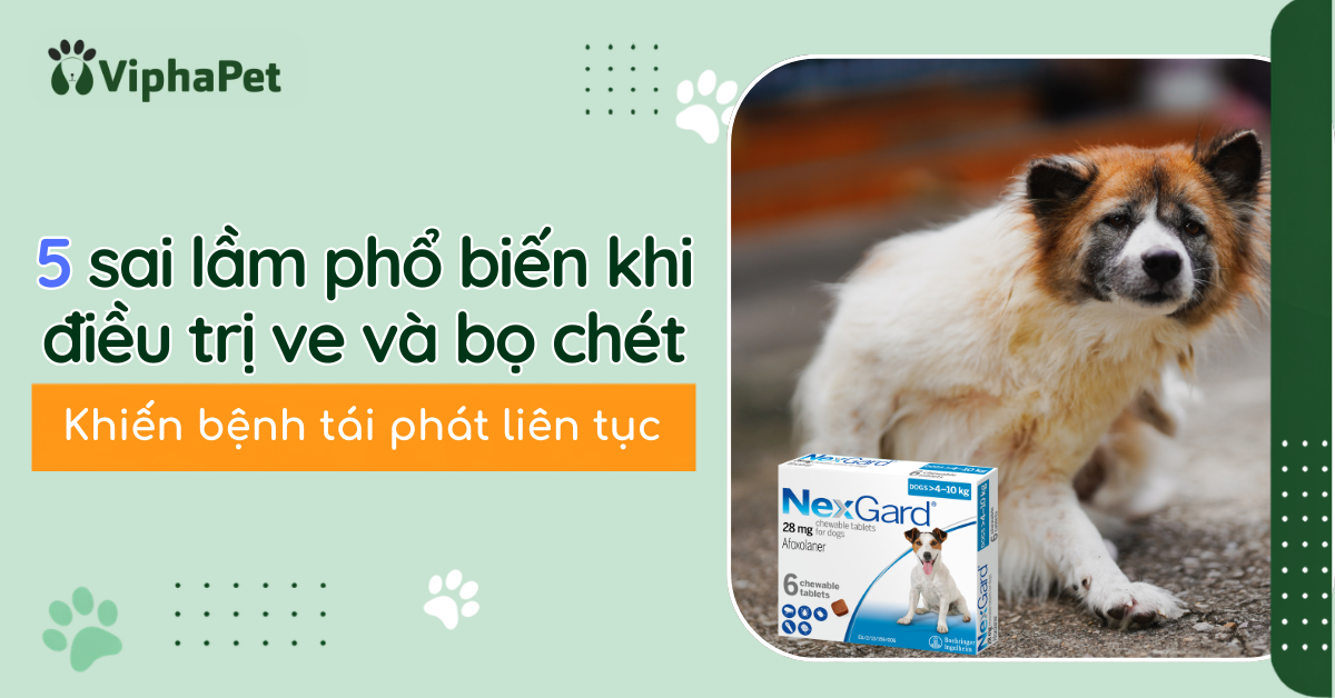 5 SAI LẦM KHI ĐIỀU TRỊ VE, BỌ CHÉT Ở CHÓ KHIẾN TÌNH TRẠNG TÁI PHÁT LIÊN TỤC