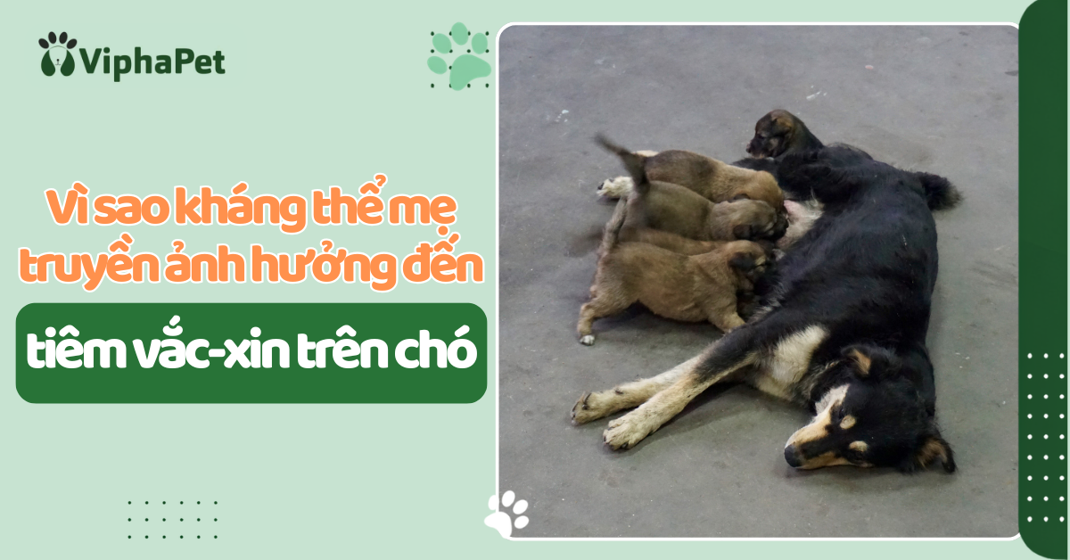 Vì sao kháng thể mẹ truyền ảnh hưởng đến việc tiêm vắc-xin