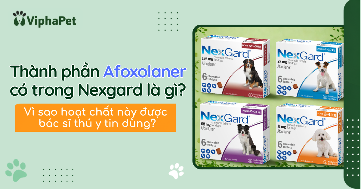 Thành phần Afoxolaner có trong Nexgard là gì? Vì sao hoạt chất này được bác sĩ thú y tin dùng?