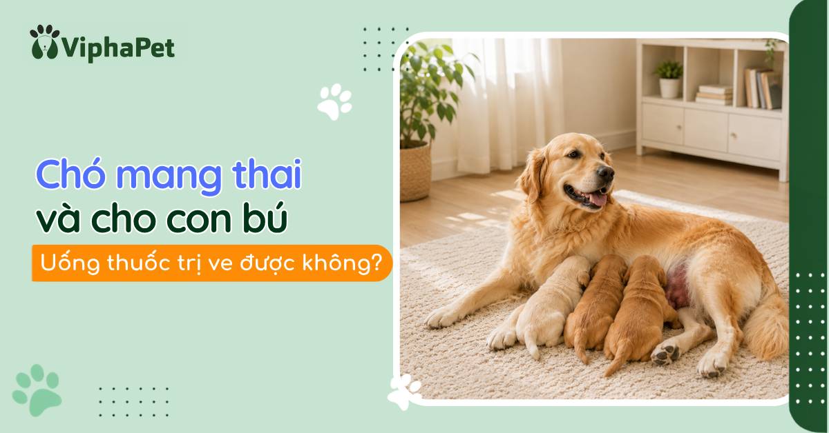 Chó mang thai và cho con bú uống thuốc trị ve được không?