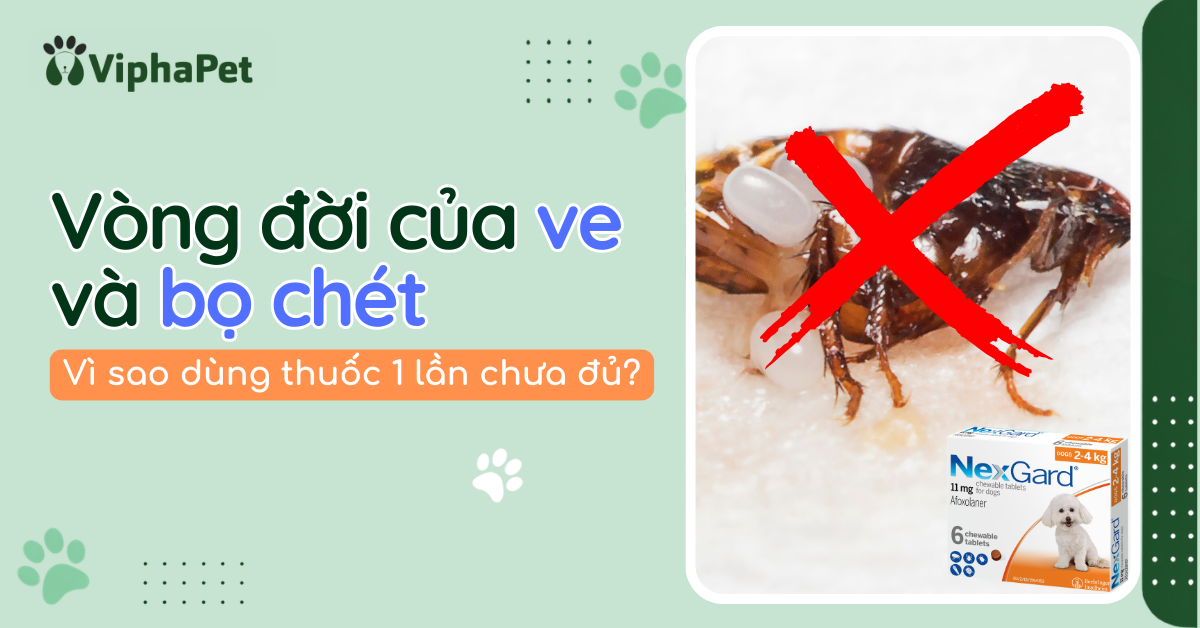 Vòng đời của ve và bọ chét:  Vì sao dùng thuốc một lần thường chưa đủ?