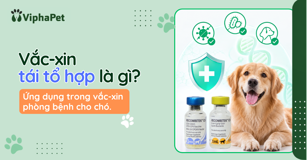 Vắc-xin tái tổ hợp là gì? ứng dụng trong vắc-xin cho chó