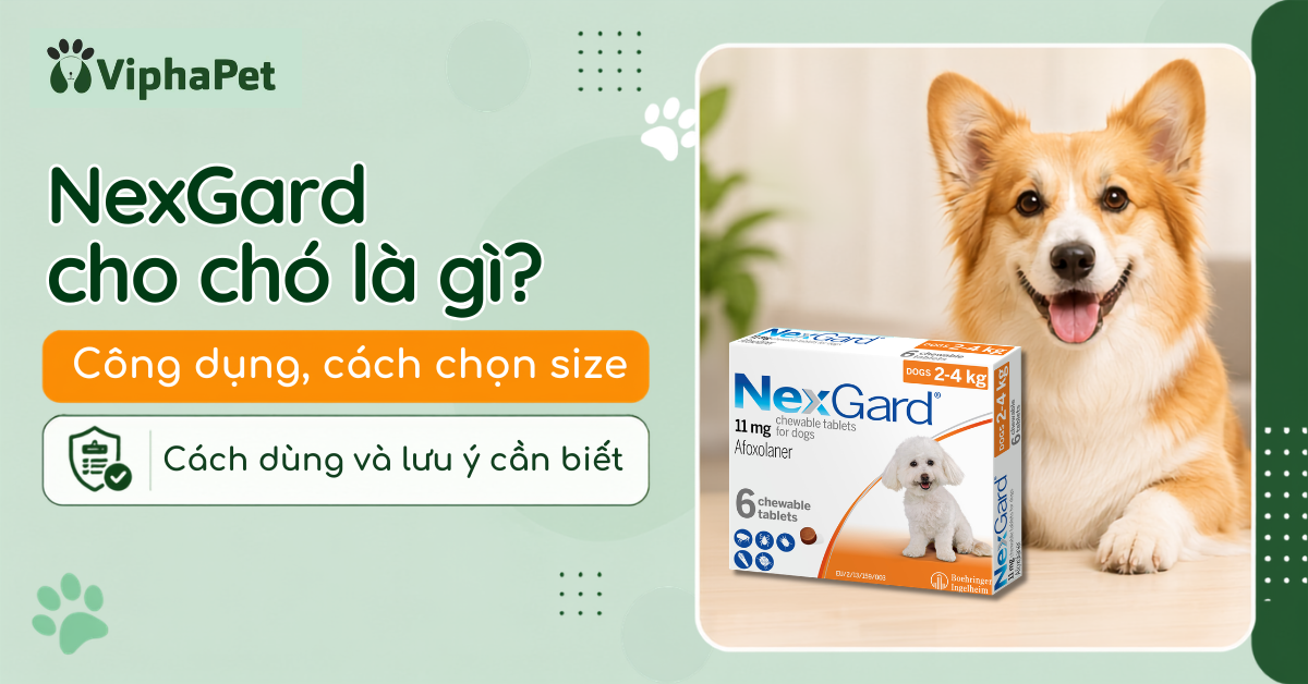 NexGard cho chó là gì? Tác dụng, chọn size, cách dùng và lưu ý cần biết