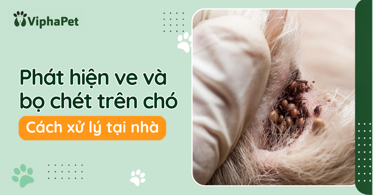 Phát hiện ve, bọ chét trên chó. Cách xử lý tại nhà