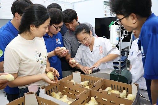 Sinh viên thực hành tiêm Vaccine