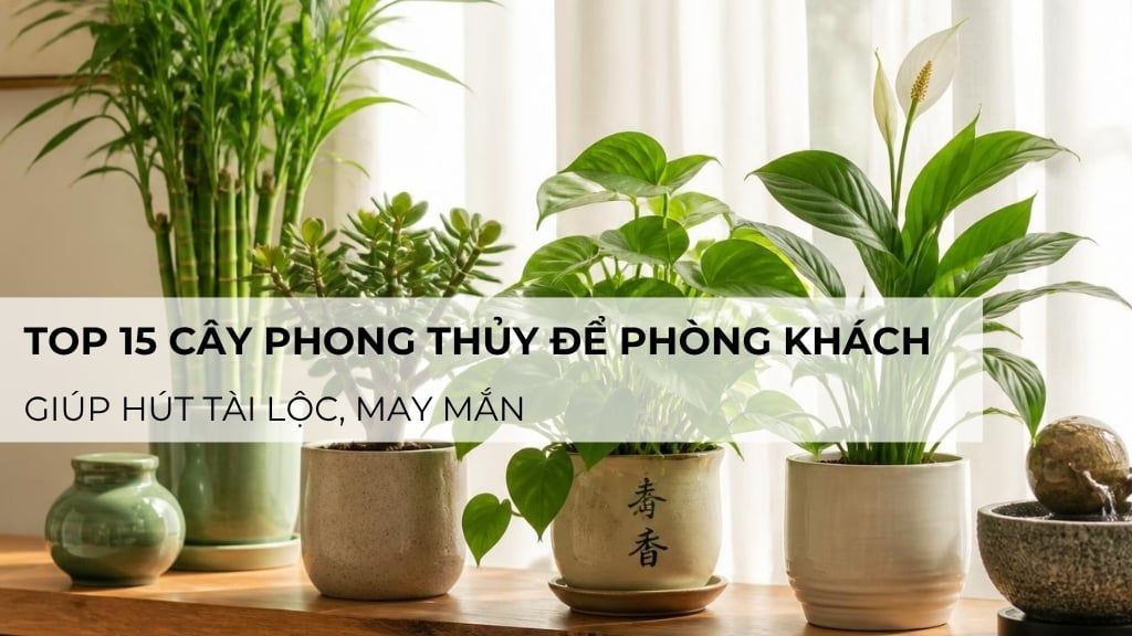 Top 15 cây phong thủy để phòng khách hút tài lộc, may mắn