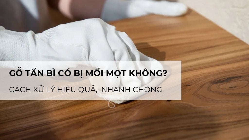 Gỗ tần bì có bị mối mọt không? Cách xử lý hiệu quả