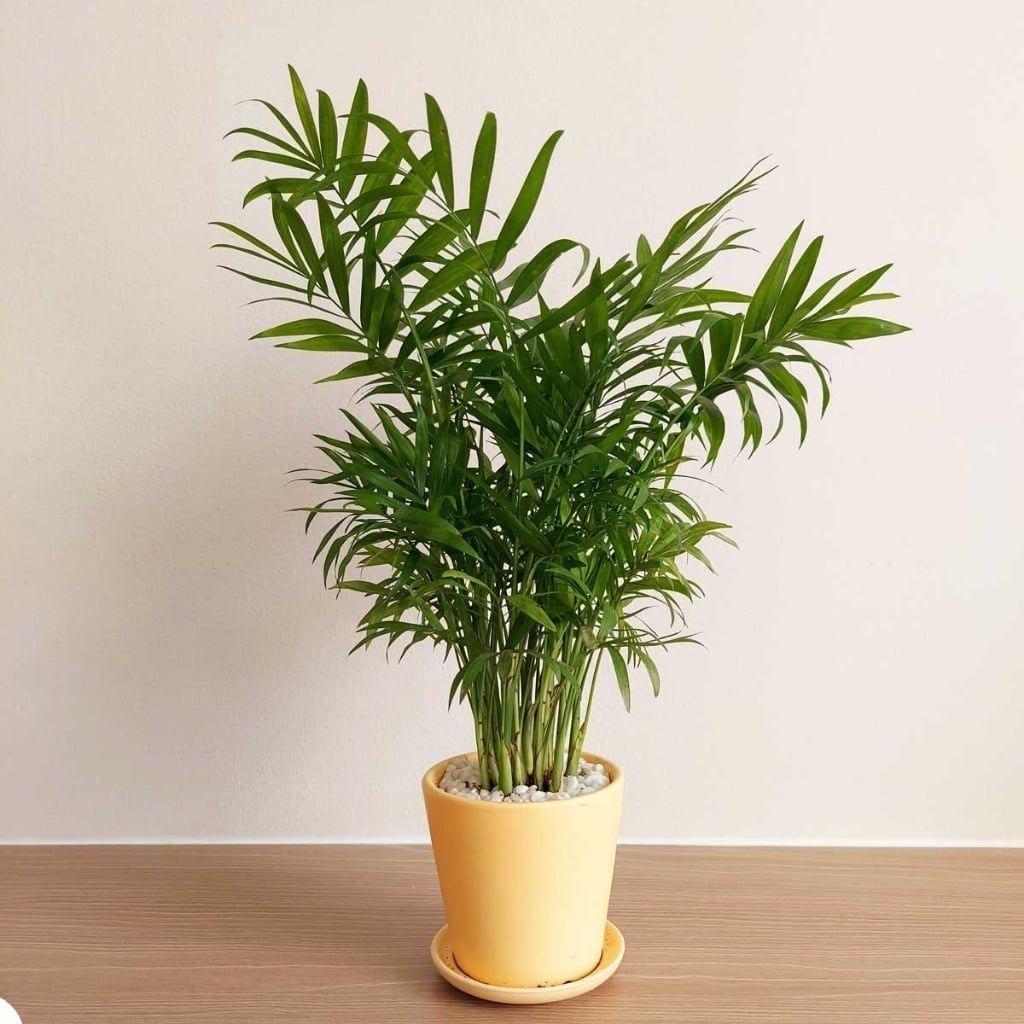 Hình ảnh bài viết