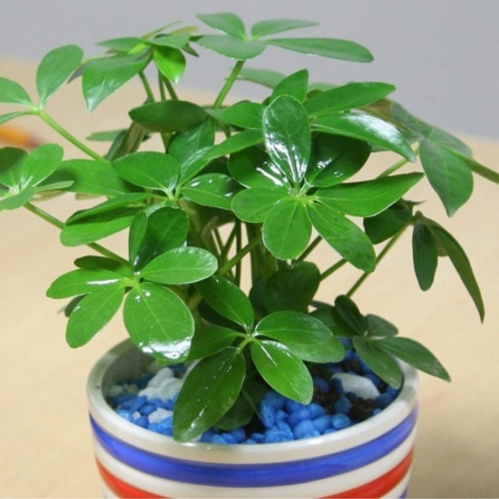 Hình ảnh bài viết
