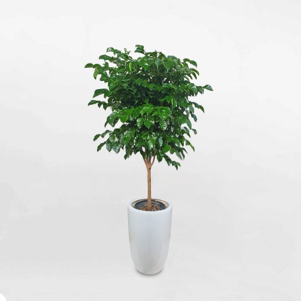 Hình ảnh bài viết
