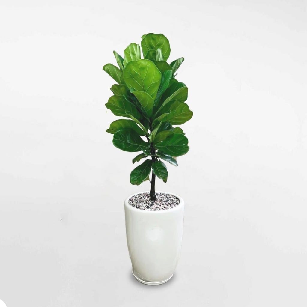Hình ảnh bài viết