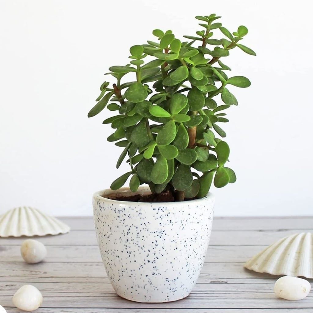 Hình ảnh bài viết