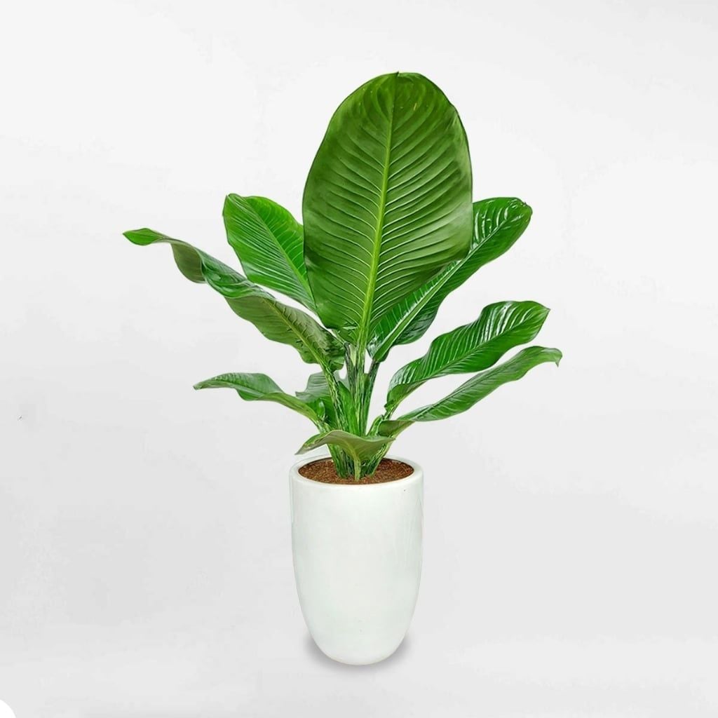 Hình ảnh bài viết