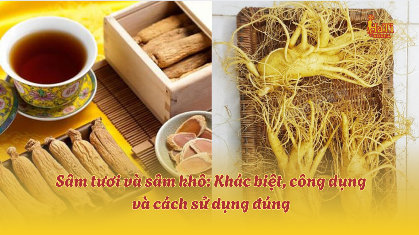 Sâm Tươi vs Sâm Khô: So Sánh Công Dụng | HATI Korea – HaTi - Nhân Sâm Korea
