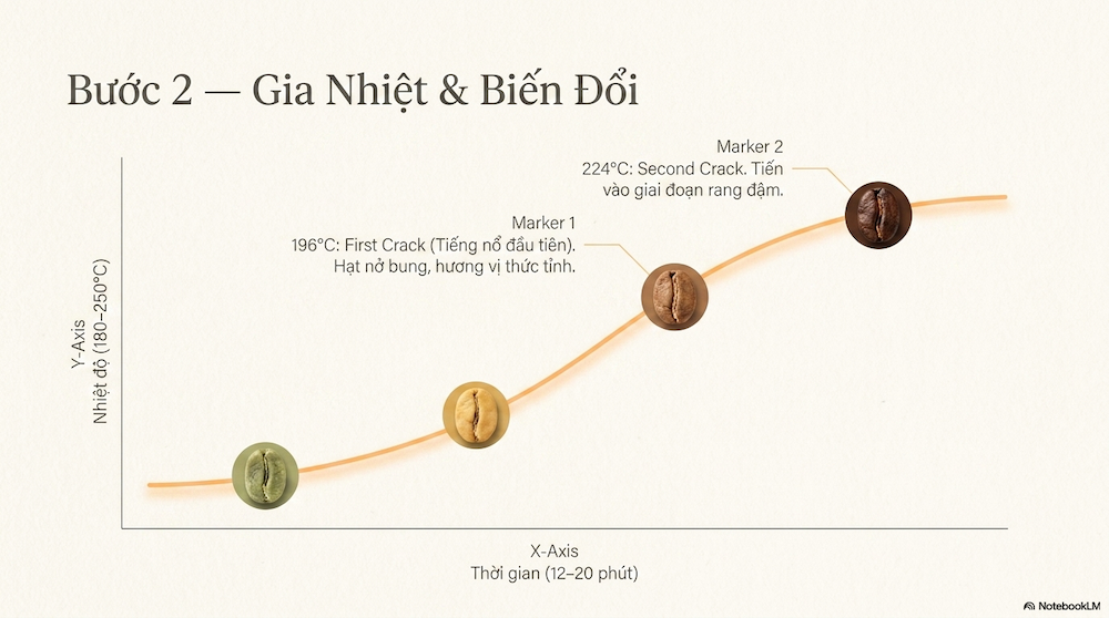 Cơ Sở Rang Cà Phê Gia Công: Hướng Dẫn Chi Tiết Chi Phí, Quy Trình & Cách Chọn
